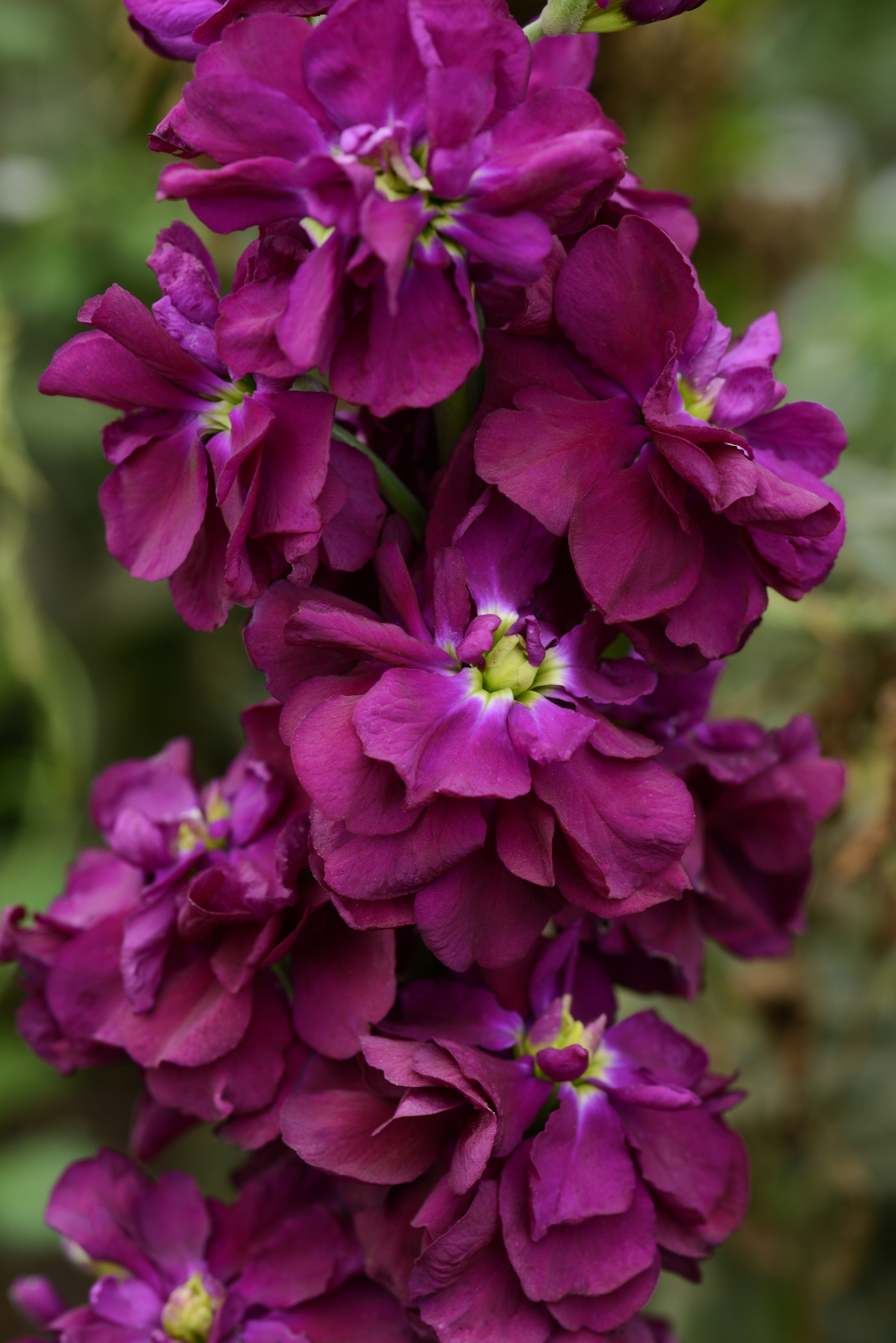 mathiola_column_purple.jpg