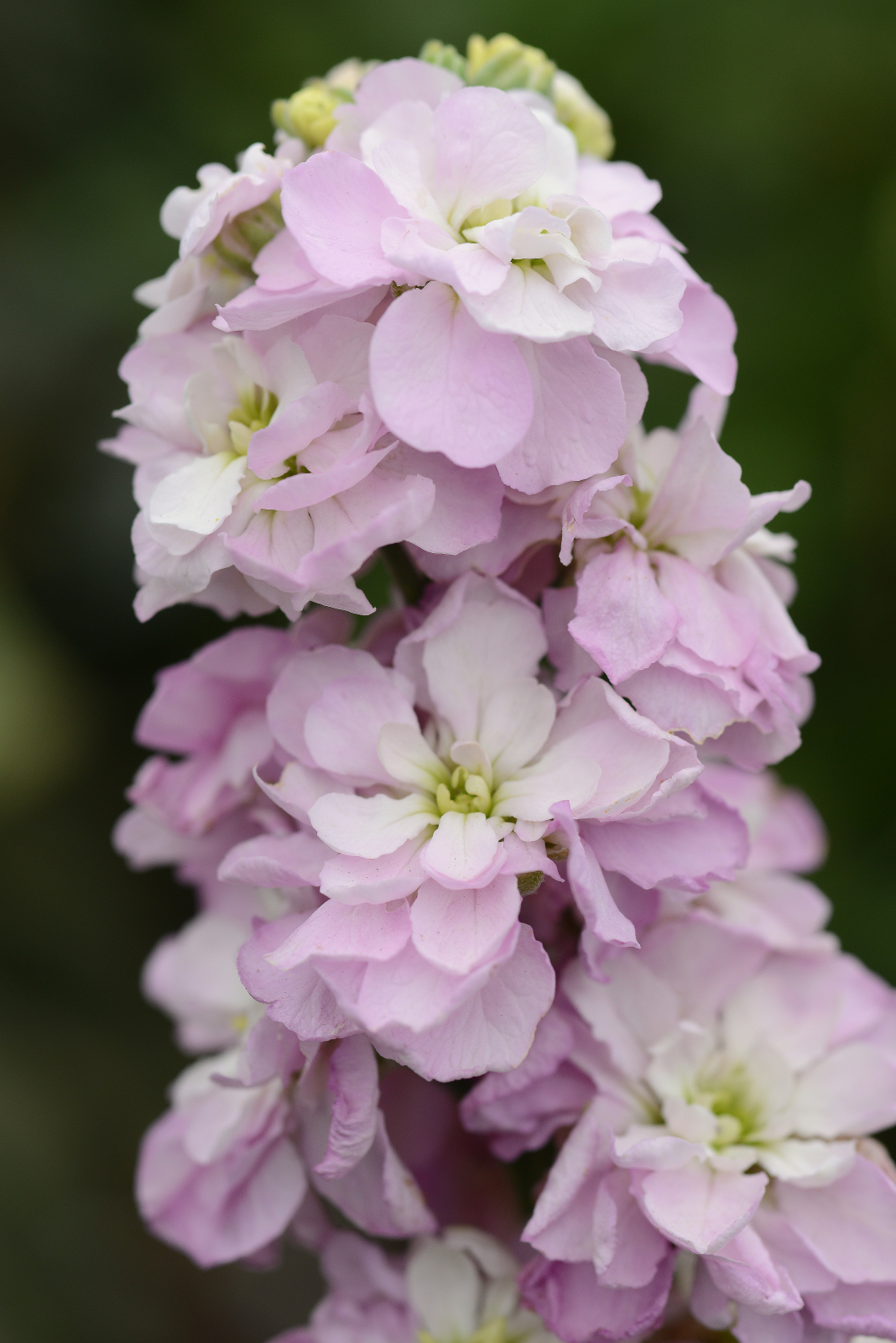 mathiola_column_sweetheart_pink.jpg