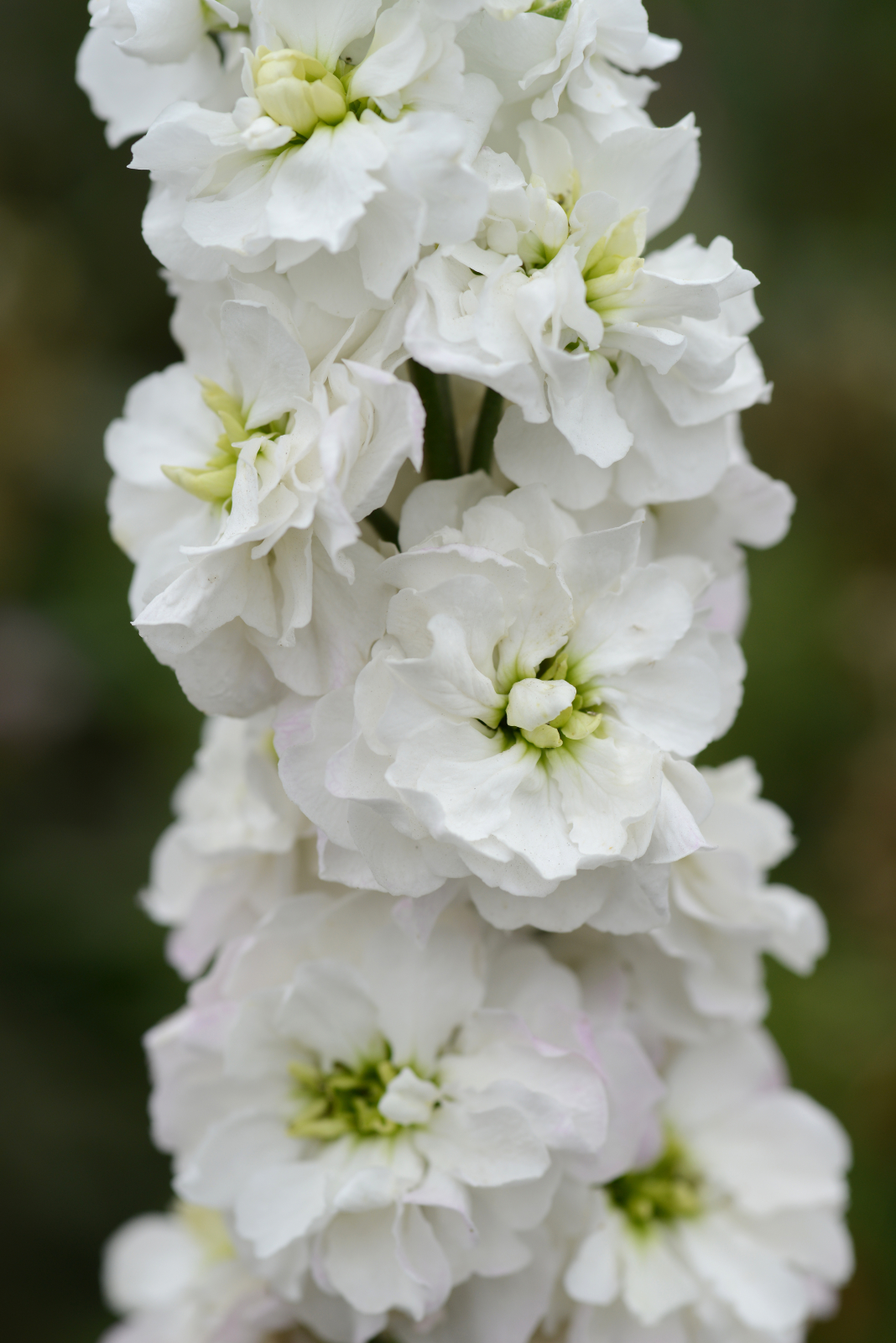 mathiola_column_white_godess.jpg