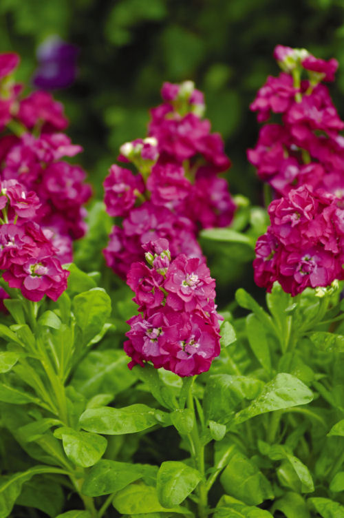 Stock Matthiola incana Hot Cake Series Rose Hot 1000 semien