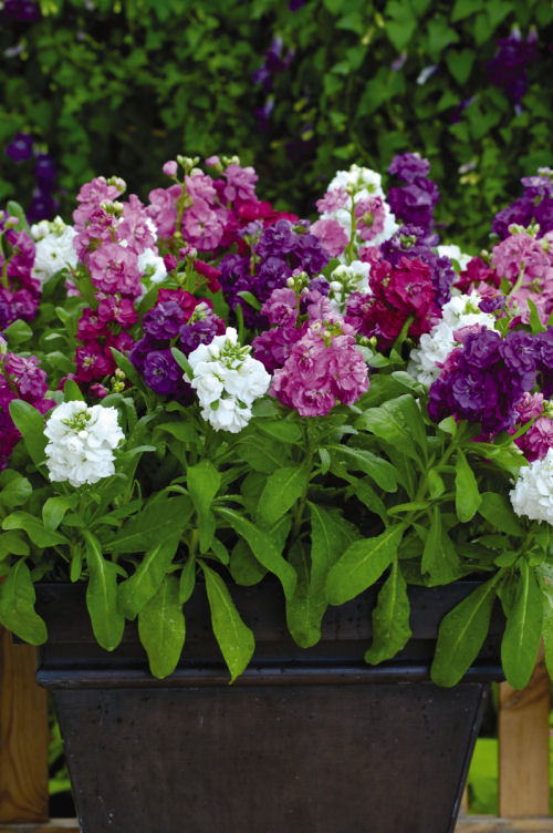 Stock Matthiola incana Hot Cake Series Mix 1000 semien