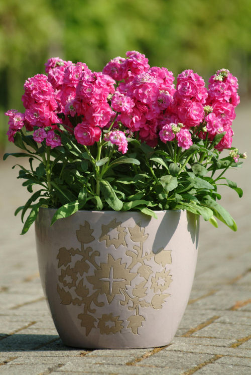Stock Matthiola incana Hot Cake Series Pink 1000 semien