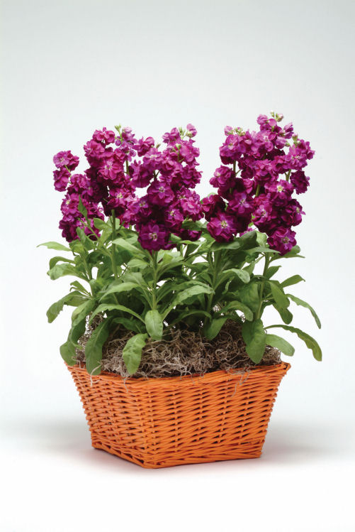Stock Matthiola incana Hot Cake Series Purple 1000 semien