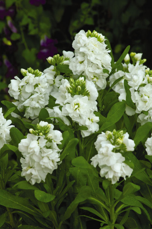 Stock Matthiola incana Hot Cake Series White 1000 semien