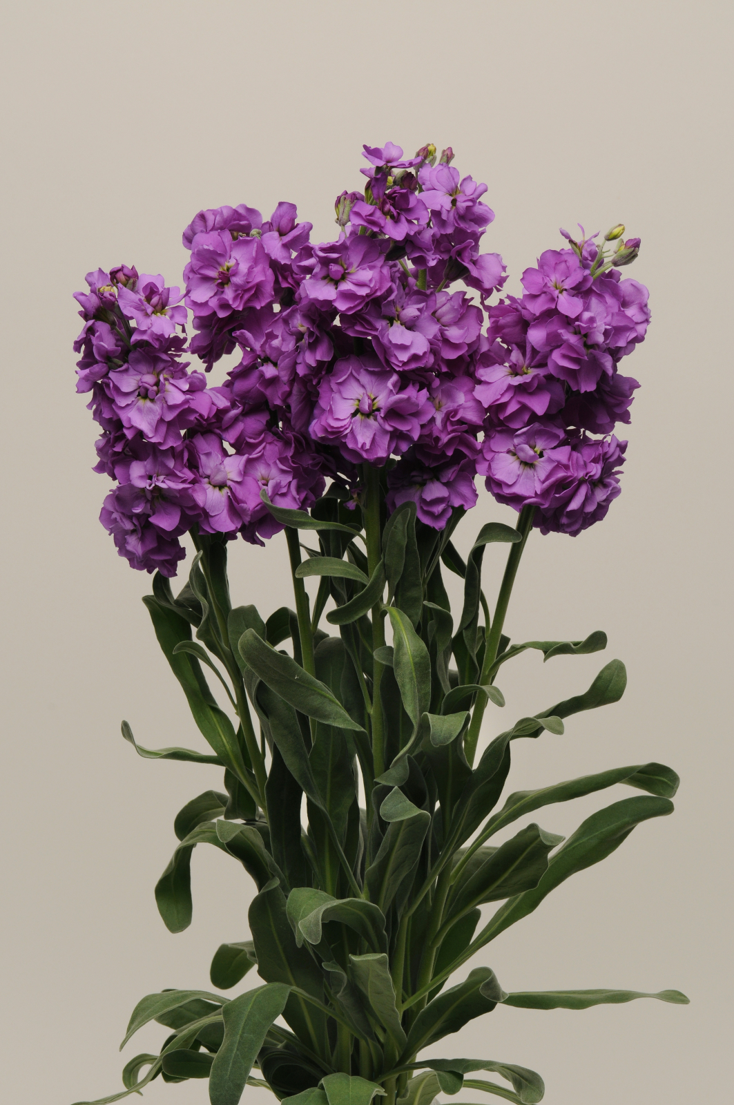 MATTHIOLA, KATZ BLUE, 20 semien