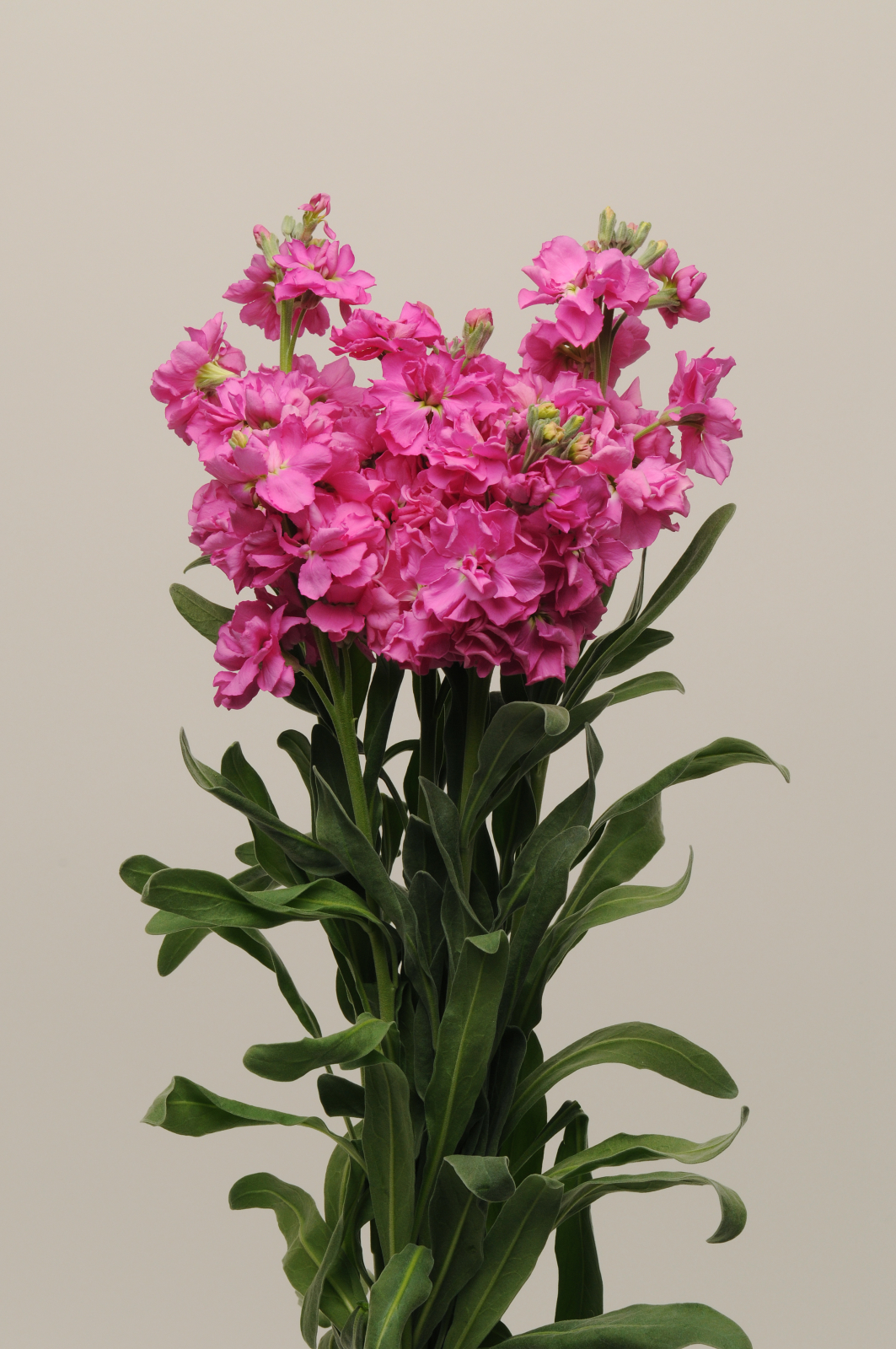 MATTHIOLA, KATZ ROSE BRIGHT, 100 semien