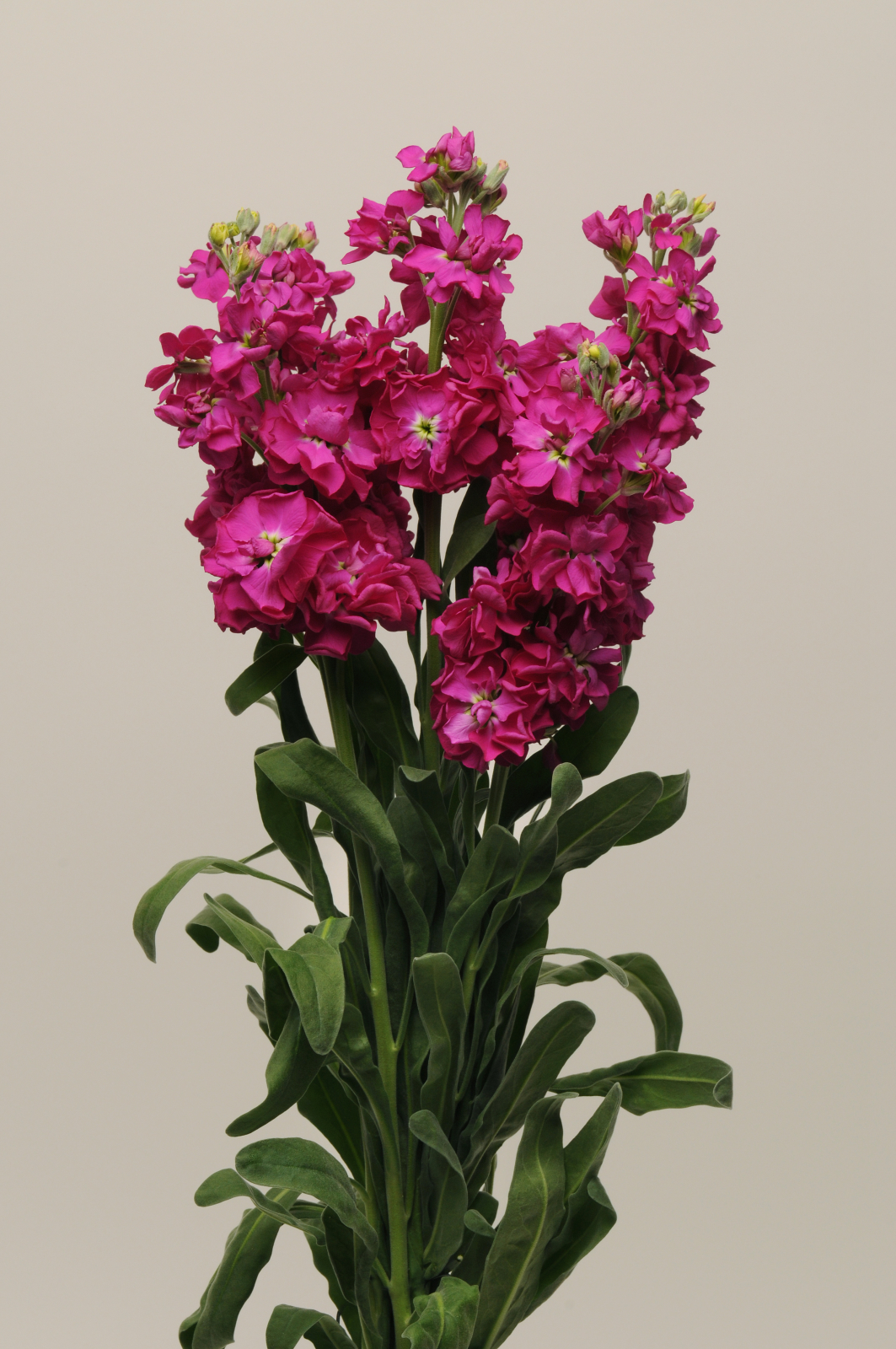 MATTHIOLA, KATZ CRIMSON, 20 semien