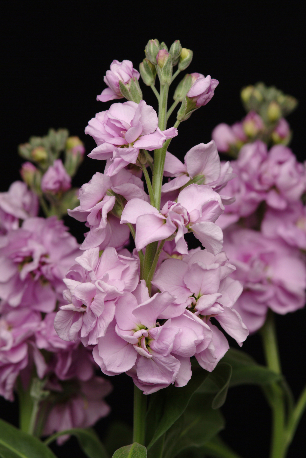 MATTHIOLA, KATZ LIGHT LAVENDER, 20 semien