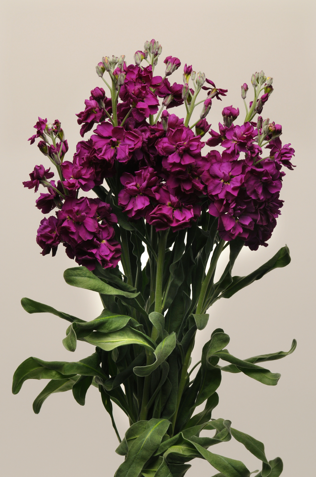 MATTHIOLA, KATZ PURPLE, 20 semien