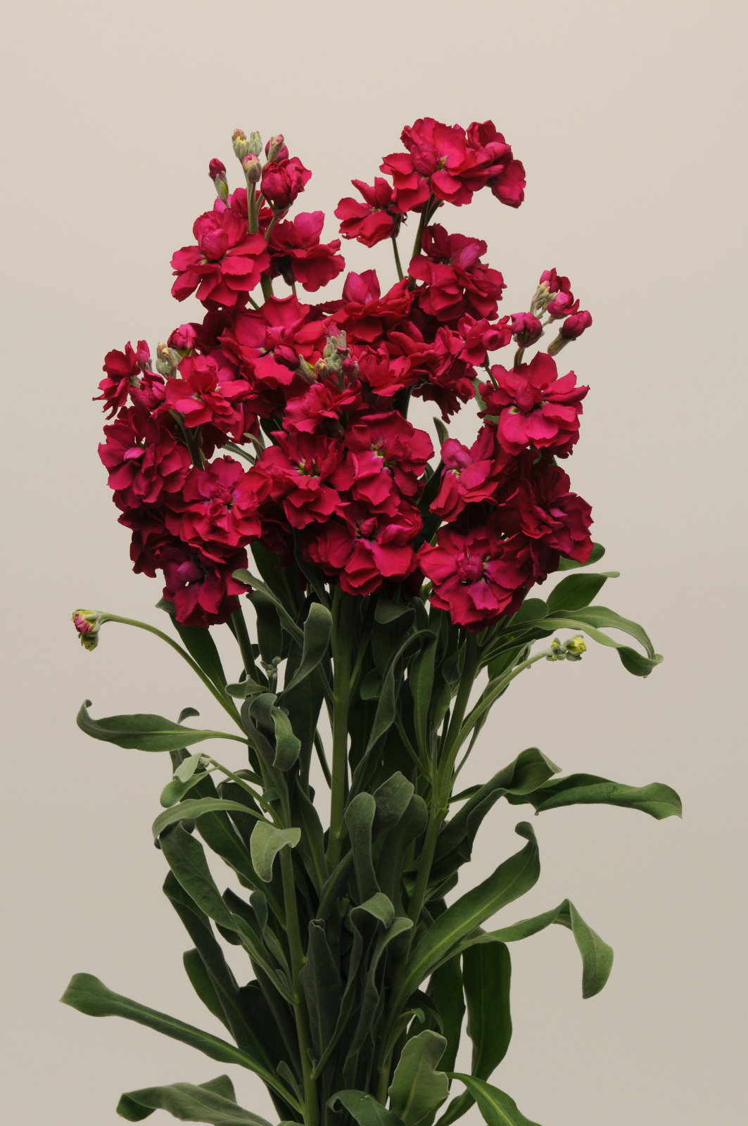 MATTHIOLA, KATZ RUBY, 20 semien