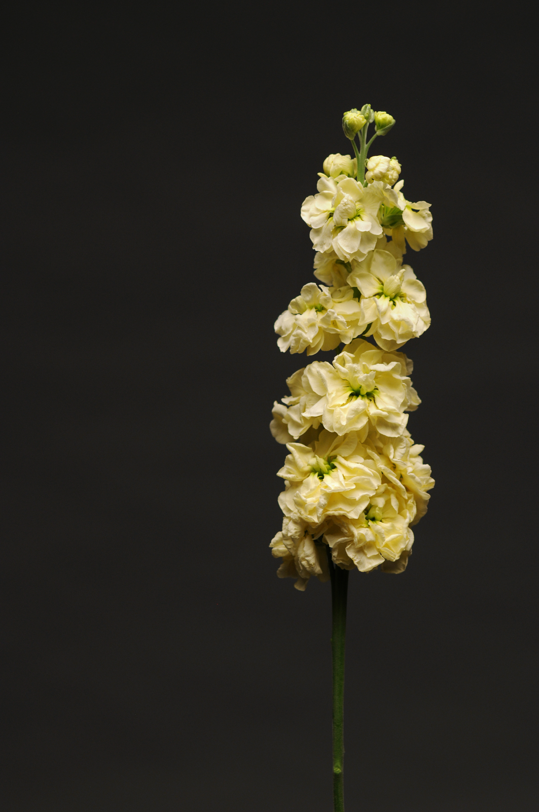 MATTHIOLA, KATZ YELLOW, 20 semien