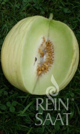 BIO semená Melón cukrový Hógolyó 25 semien