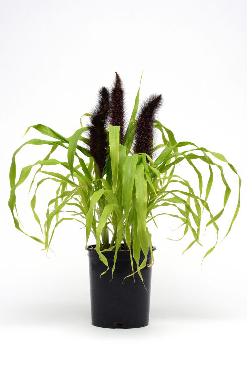 Ornamental Millet Pennisetum glaucum Jade Princess F1 1000 semien