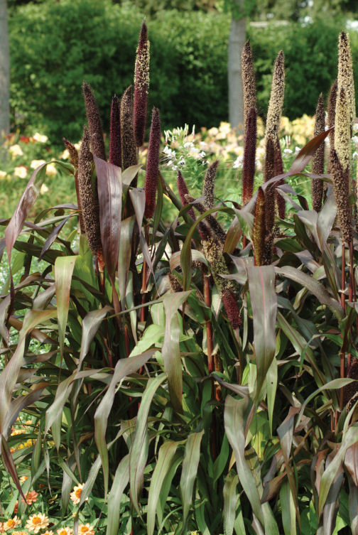Ornamental Millet Pennisetum glaucum Jester F1 1000 semien