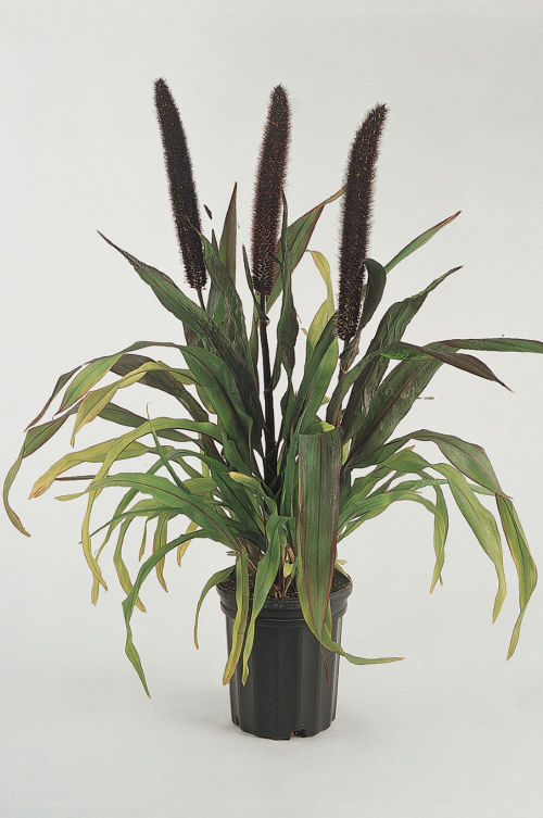 Ornamental Millet Pennisetum glaucum Purple Baron F1 1000 semien