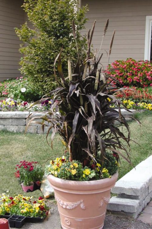 Ornamental Millet Pennisetum glaucum Purple Majesty 1000 semien