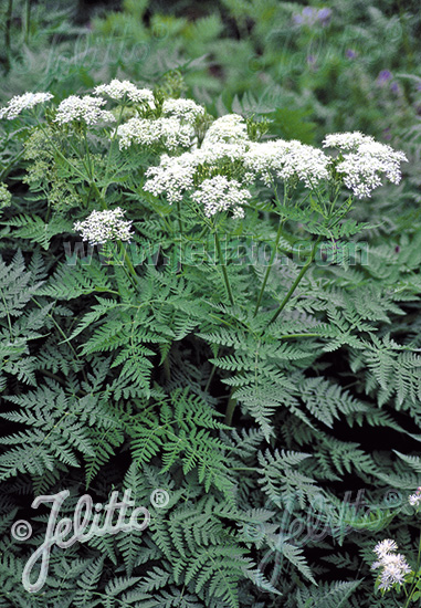 Čechrica voňavá MYRRHIS odorata cca. 10 semien