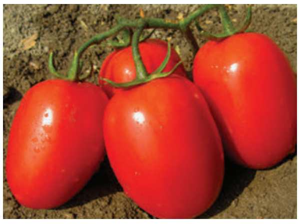 Rajčiak kríčkový Morgan F1, 1.000s