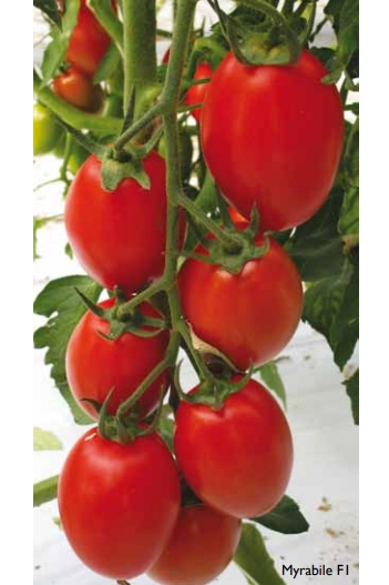 Rajčiak indeterminantný Myrabile F1, 100 semien
