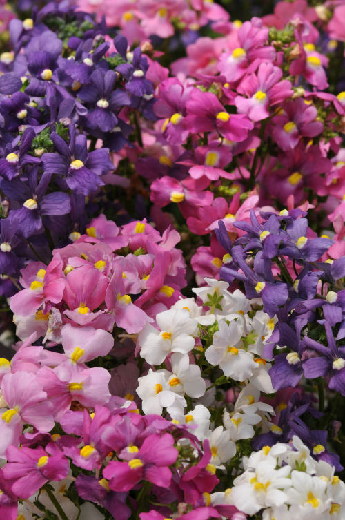 Nemesia foetans Poetry Series F1 Mix 1000 semien
