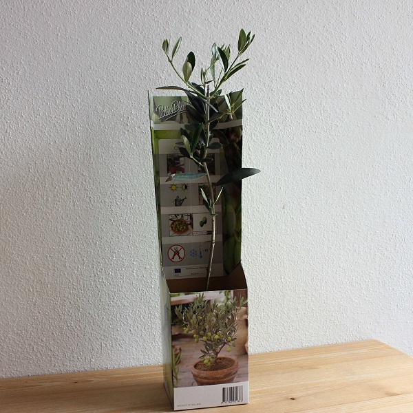 Oliva Olea europaea (Olive)  1 kus