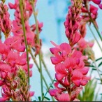 Vičinec vikolistý Onobrychis viciifolia 100 g