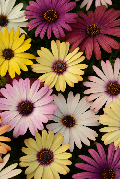 Osteospermum ecklonis Akila Series F1 Grand Canyon Mix 20 semien