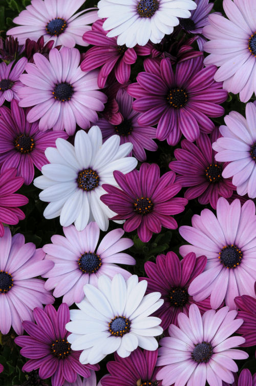Osteospermum ecklonis Akila Series F1 Mix 1000 semien