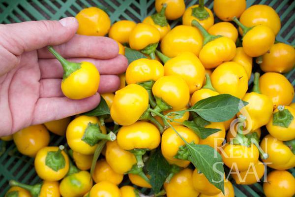 Paprika pálivá BIO žltá feferón Bonbon Pfefferoni cca 30 semien 