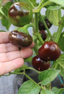 Paprika sladká BIO snacková Yola  cca 35 semien