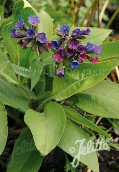 Pľúcnik lekársky PULMONARIA officinalis cca. 20 semien
