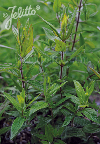 PYCNANTHEMUM pilosum, Americká horská mäta cca 50 semien