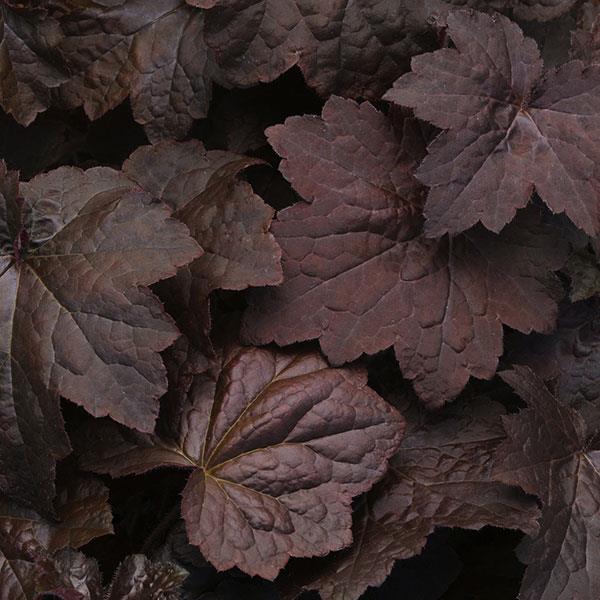 Heuchera micrantha Palace Purple 1000 semien