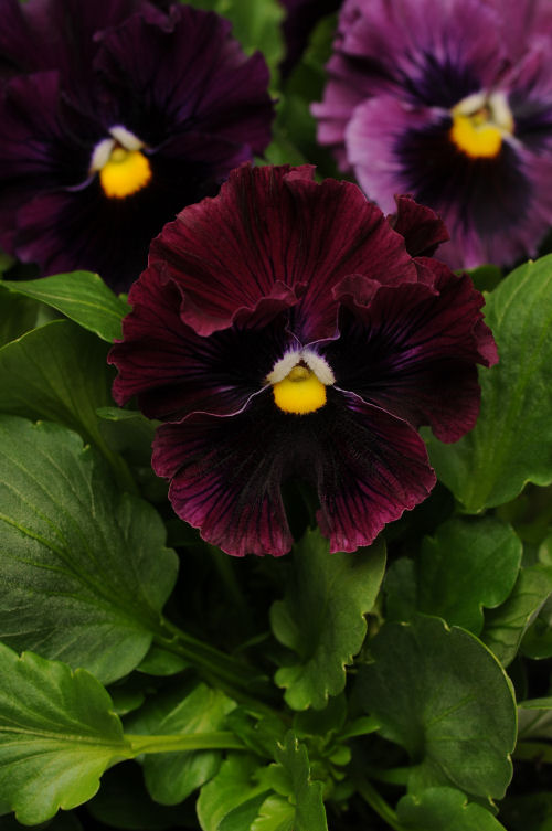 Ruffled Pansy Viola wittrockiana Fizzle Sizzle Series F1 Burgundy 1000 semien