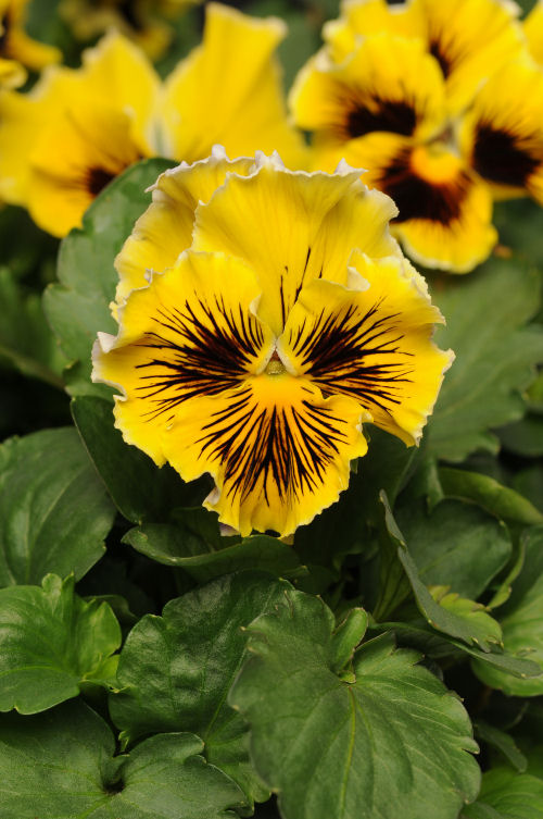 Ruffled Pansy Viola wittrockiana Fizzle Sizzle Series F1 Yellow 1000 semien