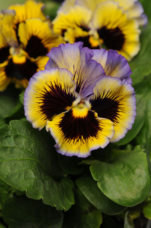 Ruffled Pansy Viola wittrockiana Fizzle Sizzle Series F1 Yellow Blue Swirl 1000 semien