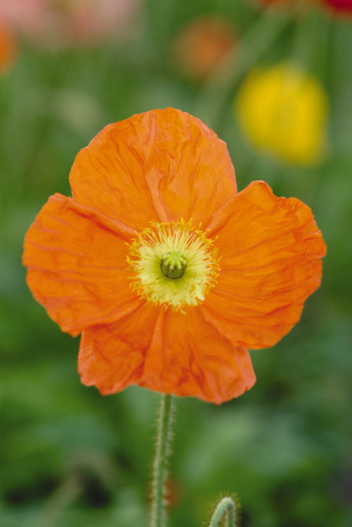 Papaver nudicaule Champagne Bubbles Series F1 Orange 1000 semien