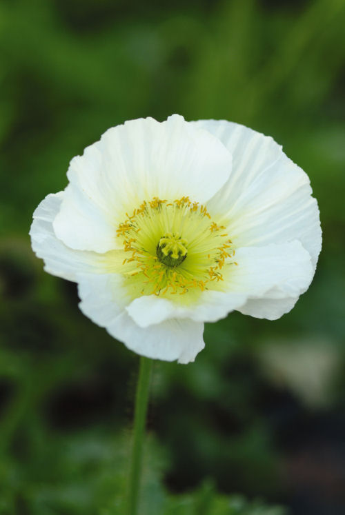 Papaver nudicaule Champagne Bubbles Series F1 White 1000 semien