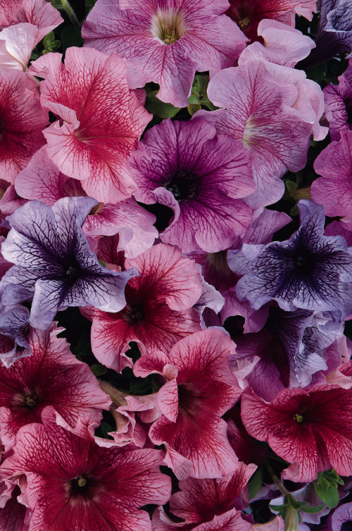 Petunia Grandiflora SinglePetunia Daddy Series F1 Mix   20 semien