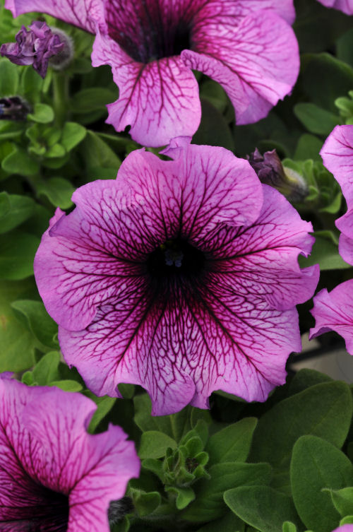 Petunia Grandiflora SinglePetunia Daddy Series F1 Sugar   1000 semien