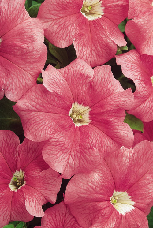 Petunia Grandiflora singlePetunia hybrida Veľkokvetá Petúnia Dreams Series F1 Salmon   1000 semien