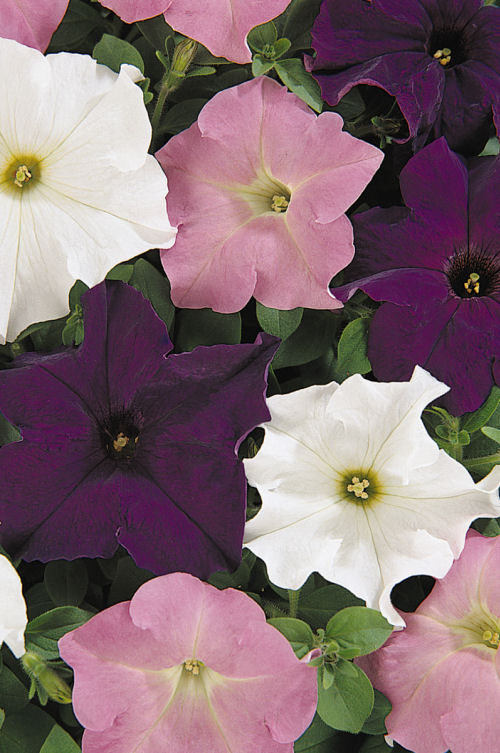 Petunia Grandiflora singlePetunia hybrida Veľkokvetá Petúnia Dreams Series F1 Mix Waterfall  1000 semien
