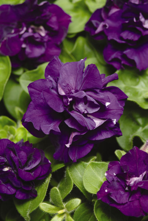 Petunia Multiflora Double, Duo Series F1 Blue    1000 semien
