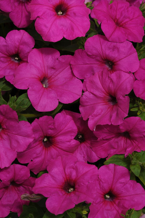 SpreadingPetuniaPetunia hybrida Previslé Petúnie Easy Wave Series F1 Neon Rose   1000 semien