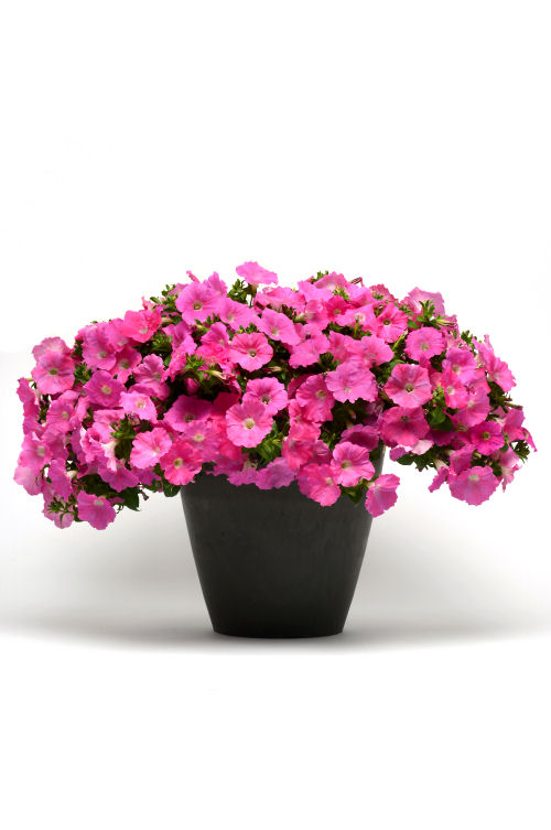 SpreadingPetuniaPetunia hybrida Previslé Petúnie Easy Wave Series F1 Pink   1000 semien