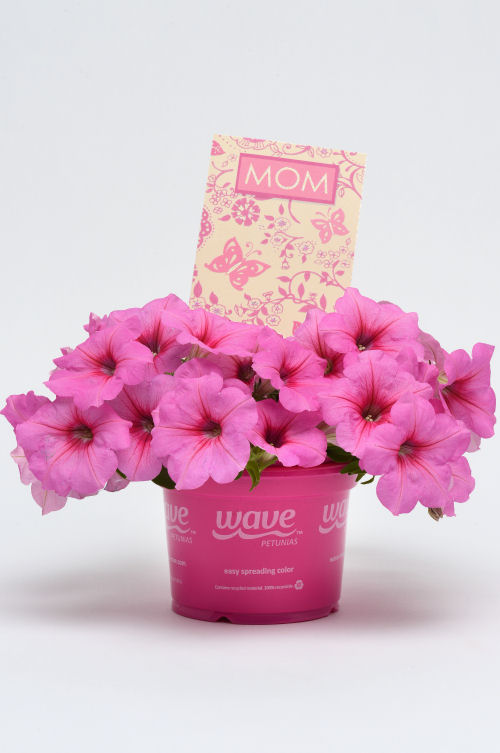 SpreadingPetuniaPetunia hybrida Previslé Petúnie Easy Wave Series F1 Pink Passion   1000 semien