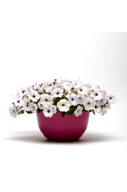 SpreadingPetuniaPetunia hybrida Previslé Petúnie Easy Wave Series F1 Silver   1000 semien