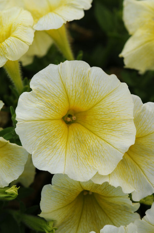SpreadingPetuniaPetunia hybrida Previslé Petúnie Easy Wave Series F1 Yellow   1000 semien