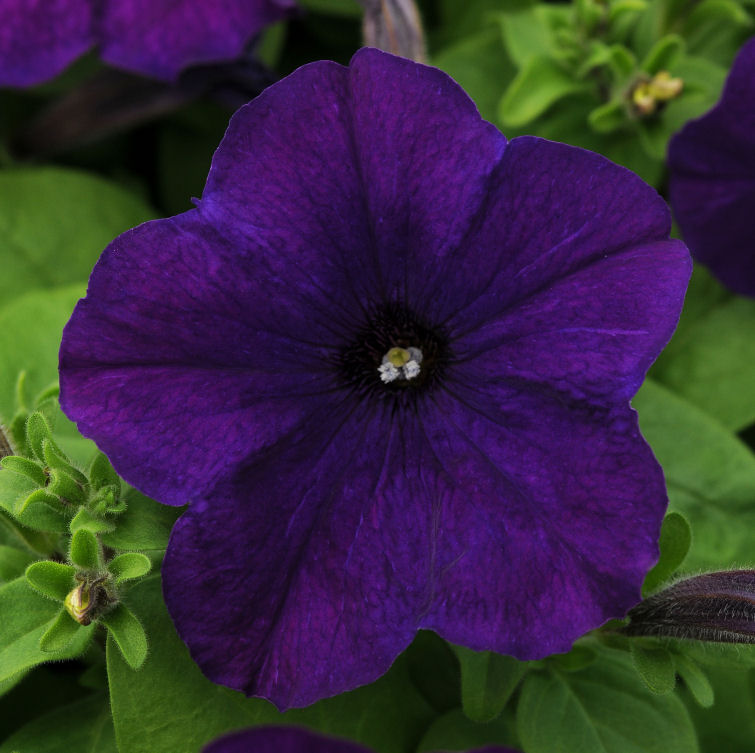 Petunia  Compact GrowingPetunia Lo Rider Multiflora Series F1 Blue    1000 semien