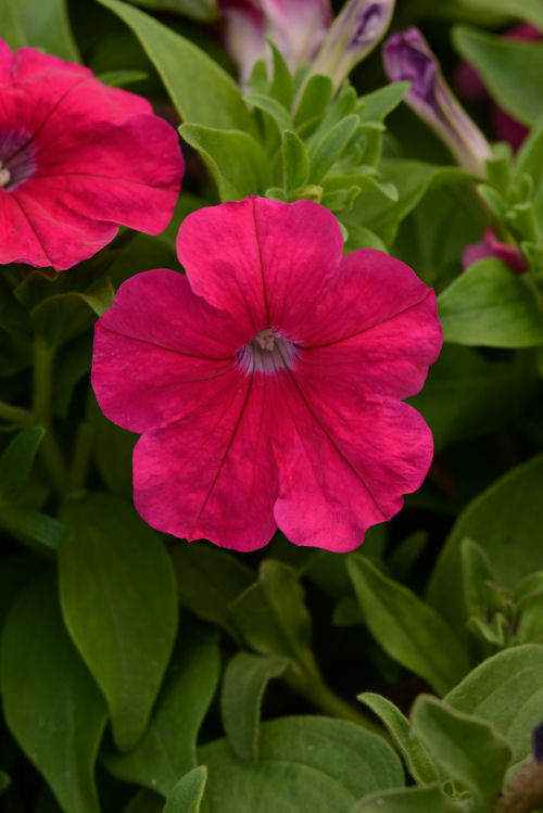 Petunia  Compact GrowingPetunia Lo Rider Multiflora Series F1 Rose    1000 semien